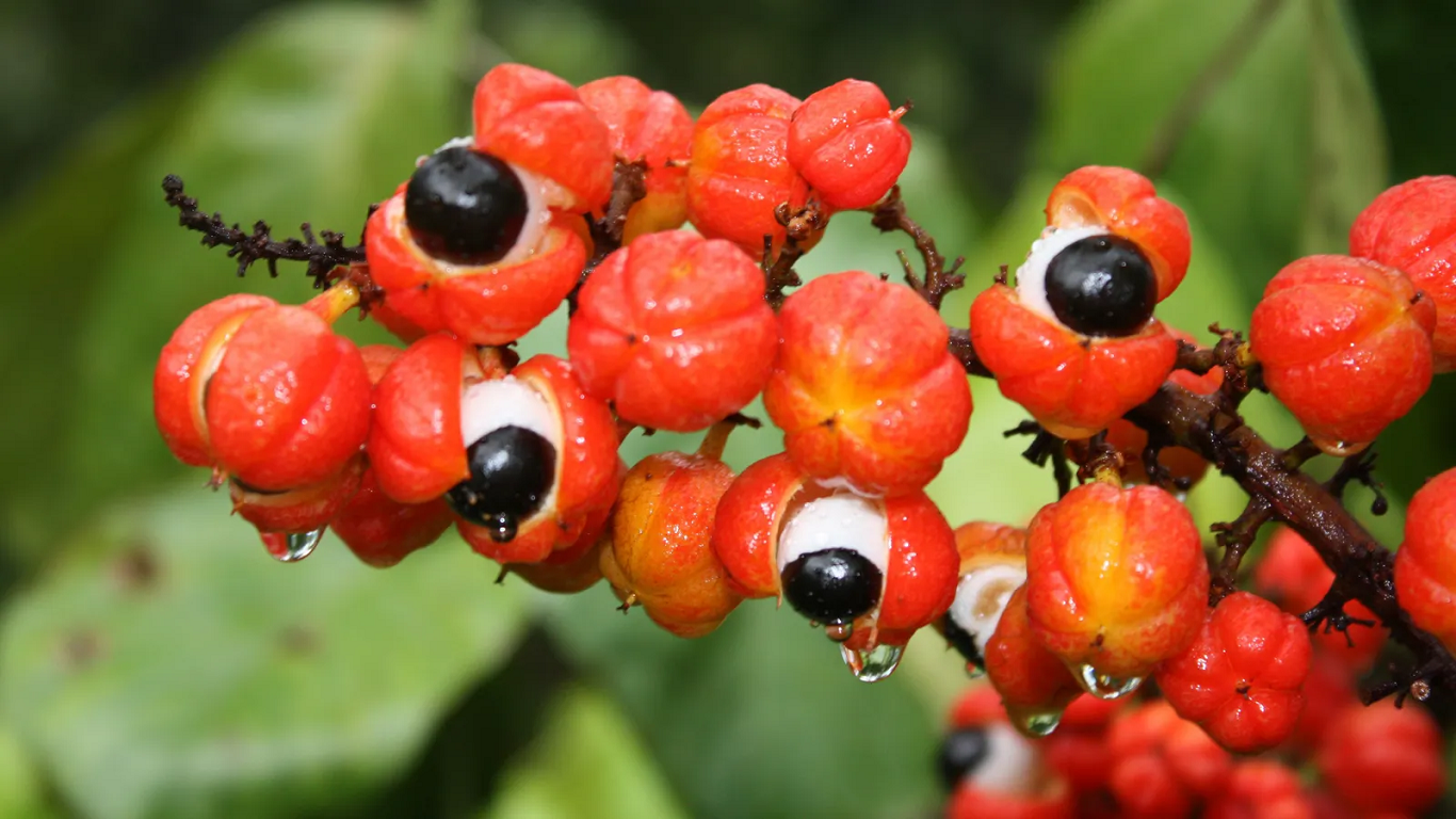 What Is Guarana