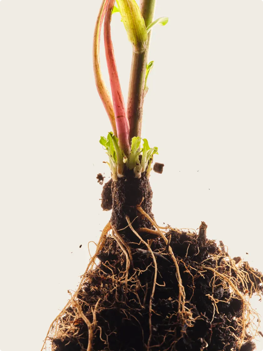 AG1 Greens Ingredients Inulin